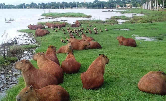 Lagoa abriga mais de 150 capivaras e animais não serão retirados, em Três Lagoas, MS