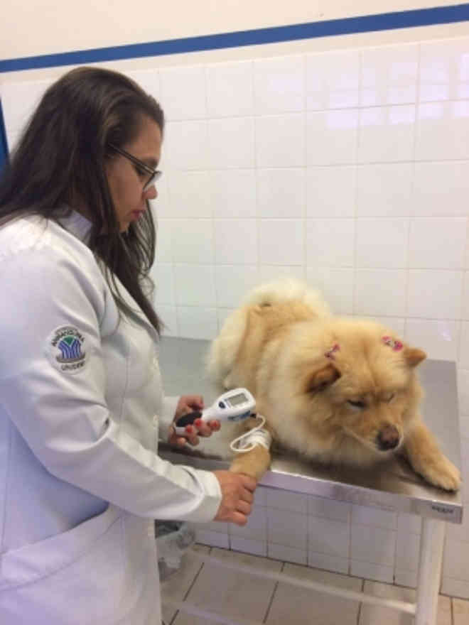 Universidade oferece atendimento veterinário a cães idosos em Campo Grande, MS
