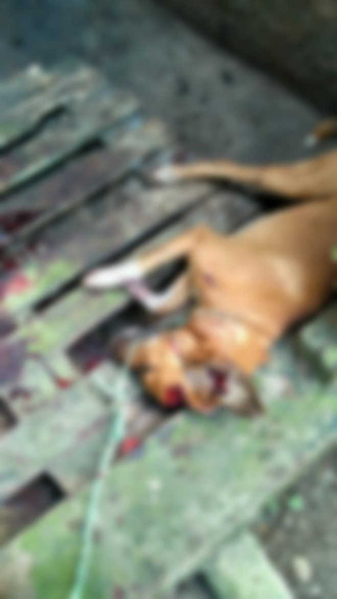 Cachorro é morto e vários animais são feridos por desconhecido no Engenho Velho, PB