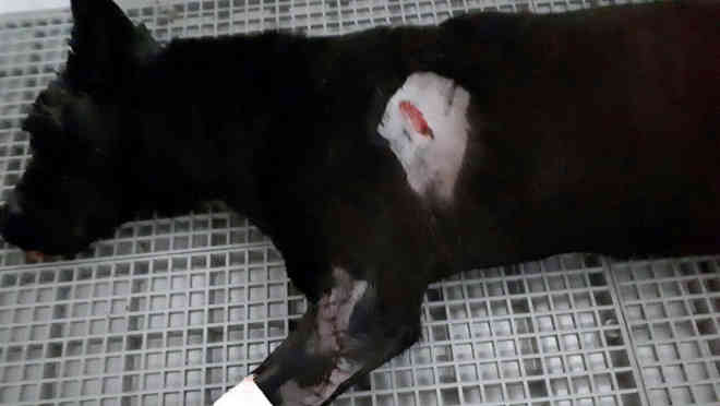 ONG faz campanha para ajudar cão esfaqueado em tentativa de assalto na PB