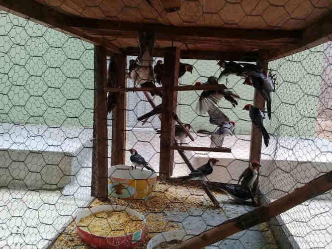 PM apreende pássaros que viviam em cativeiro em Prata, PB