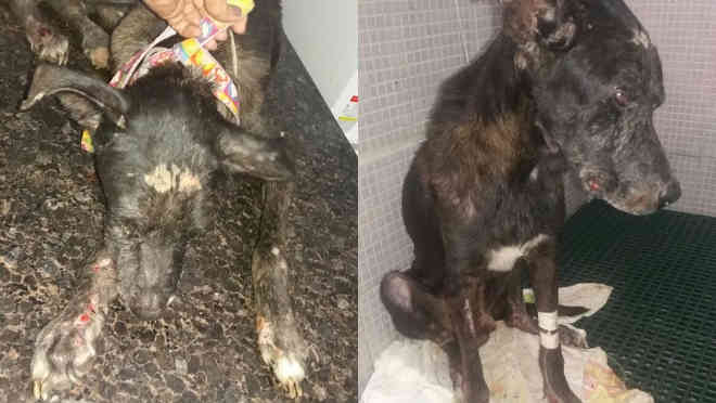 ONG faz campanha para tratamento de cachorro que foi enterrado vivo na PB