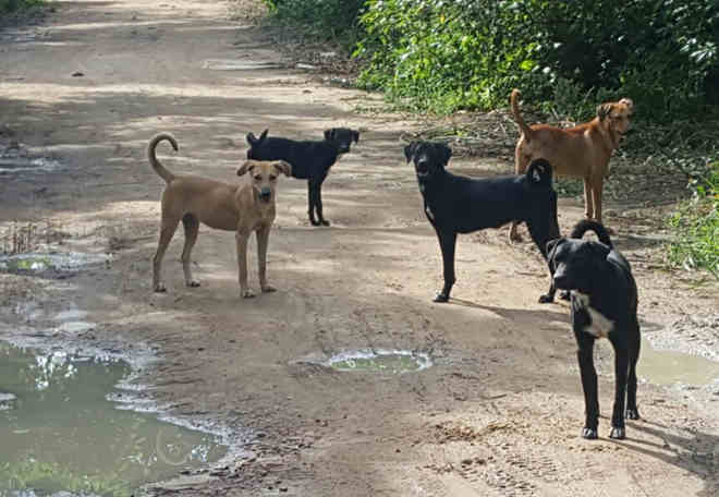 Protetora adoesce e 80 cães ficam abandonados em Aldeia, Camaragibe, PE