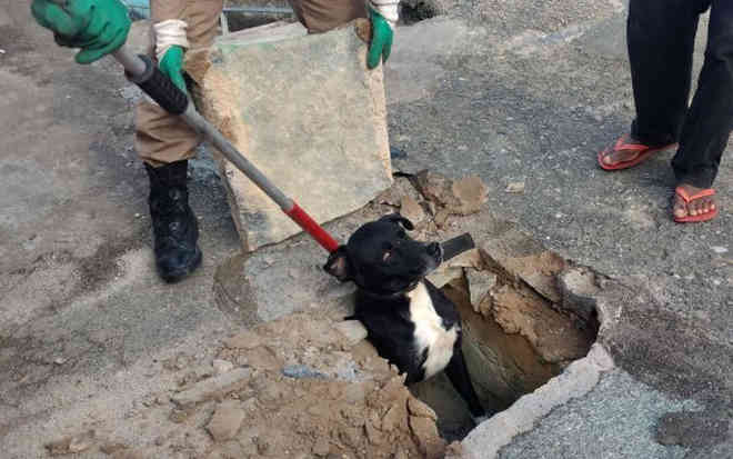 Cachorro cai em galeria de esgoto e é resgatado por bombeiros no Grande Recife, em PE