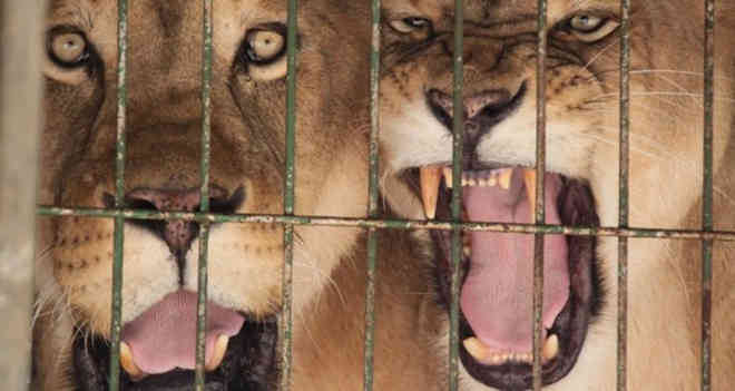 Portugal: PAN inicia campanha contra utilização de animais nos circos