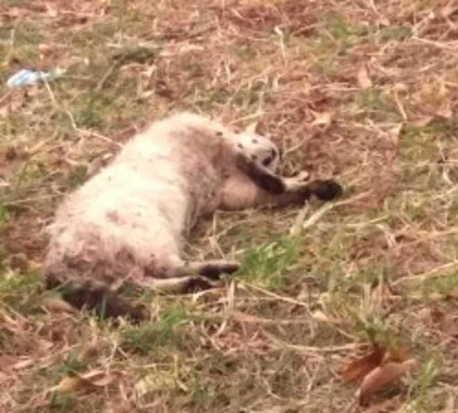 Cachorros estão sendo mortos em Goioerê (GO) e corpos jogados em terrenos baldios