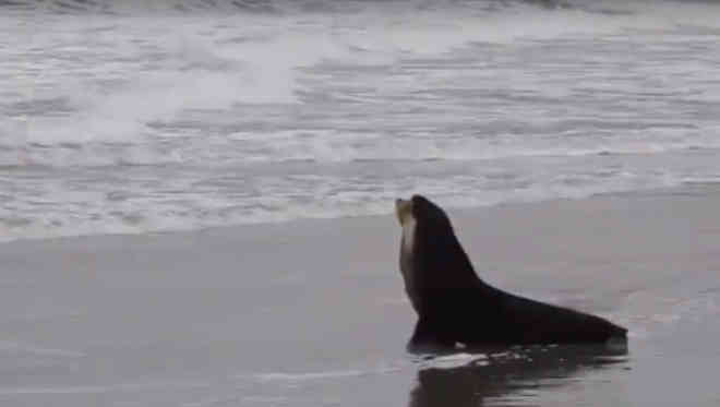 Após 5 dias de zelo, lobo-marinho deixa Guaratuba, PR
