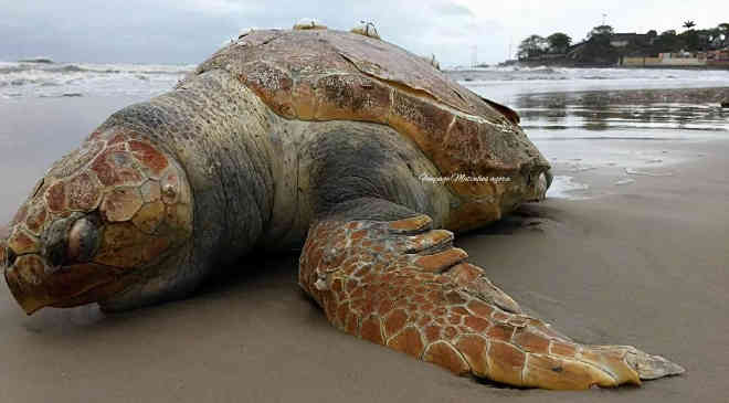 Tartaruga encontrada morta na praia chama atenção em Matinhos, PR