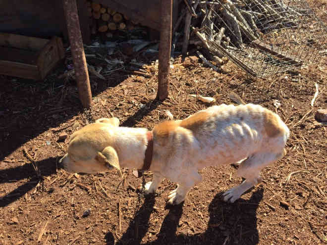 Resgate coletivo recupera 19 cães, dois gatos e um galo em situação de maus-tratos no PR