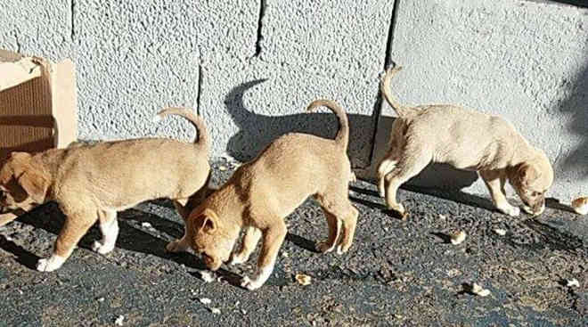 Cachorros abandonados na calçada, em Jundiaí, SP