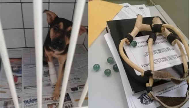 Homem que feriu olhos de cadela com estilingue e bolinhas de gude é multado em R$3 mil