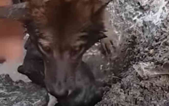 Vídeo de cadela salvando filhote que caiu em buraco viraliza nas redes sociais