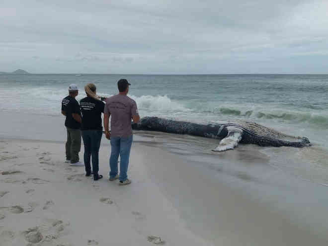 Baleia jubarte de 8 metros é encontrada morta em praia de Arraial do Cabo, no RJ