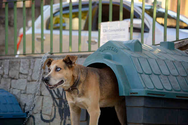 Moradores criam “cãodomínio” para cuidar de cachorros abandonados no Cônego, em Nova Friburgo, RJ