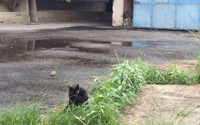Rio: Morte de gatos no Maracanã é denunciada por artistas e defensores de animais