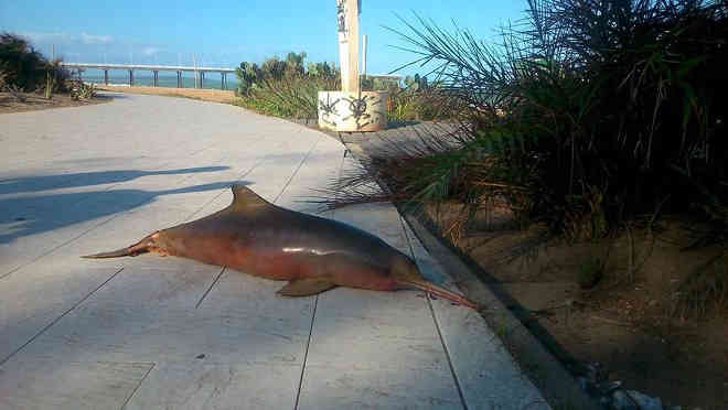 Golfinho é encontrado morto em praia de Rio das Ostras, no RJ