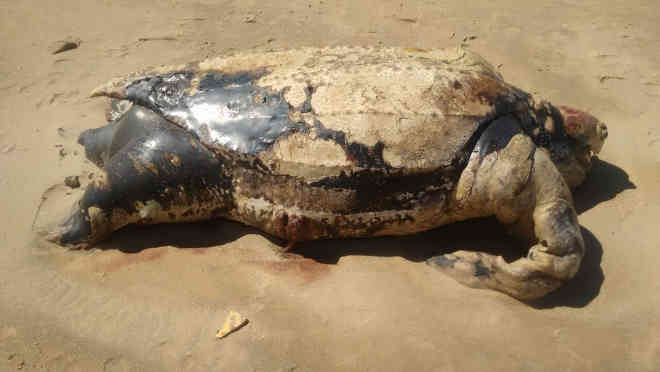 Tartaruga com cerca de 250 kg é encontrada morta em praia de Rio das Ostras, no RJ