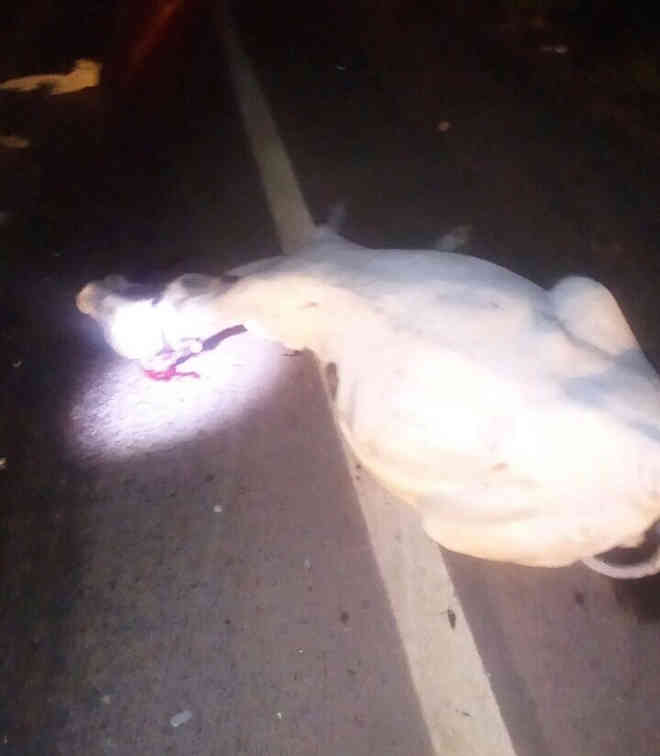 Motorista atropela e mata 4 vacas na BR Bennesby, em RO
