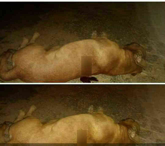 Policial militar mata cachorro com tiro na frente de crianças em Boa Vista, RR
