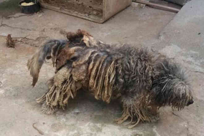 Vítimas de maus-tratos, animais são recolhidos de residência em Gravataí, RS
