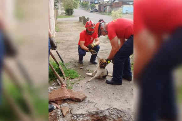 Bombeiros resgatam cão preso em bueiro em Santa Cruz do Sul, RS