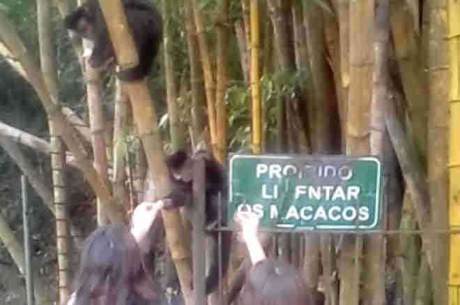 Apesar da proibição, usuários seguem alimentando macacos no Parque da Gruta, em Santa Cruz do Sul, RS