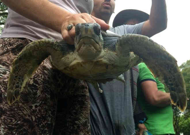 Tartaruga-marinha é capturada em lago de praça no centro de Criciúma, SC