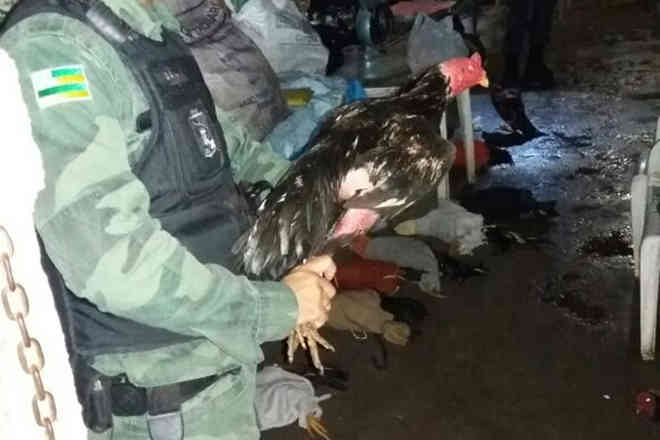 Polícia Militar desativa rinha de galo no Santos Dumont, em Aracaju, SE