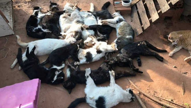 Mais de 15 gatos são encontrados mortos e polícia vai investigar