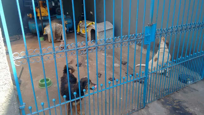Cães vítimas de maus-tratos são resgatados de oficina e tutor é multado em R$ 6 mil