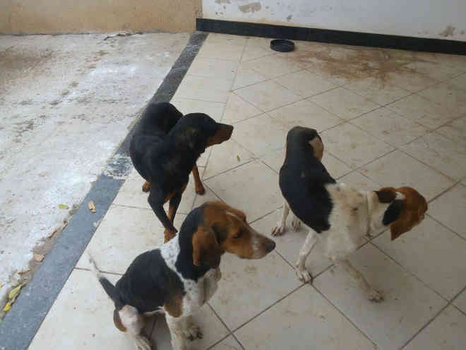 Polícia Ambiental resgata cães de casa desocupada e aplica multa de R$ 9 mil ao responsável por maus-tratos