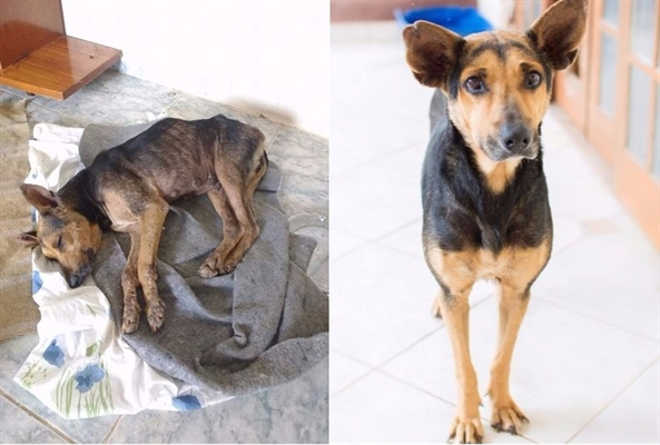 Cadela que ‘não conhecia abraços’ é resgatada por protetora: ‘Carinho a salvou’