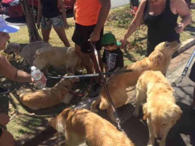 Prefeitura estuda liberar entrada de animais domésticos em parques de Campinas, SP