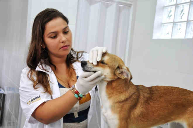 Caraguatatuba (SP) encaminha 20 animais para castração diariamente
