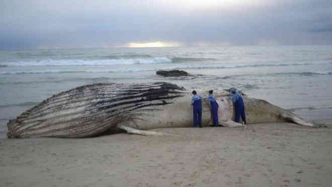 Litoral Paulista tem redução de 84% nos encalhes de baleias-jubarte