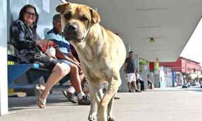 População se preocupa com futuro de cão que vive em terminal de ônibus que será demolido