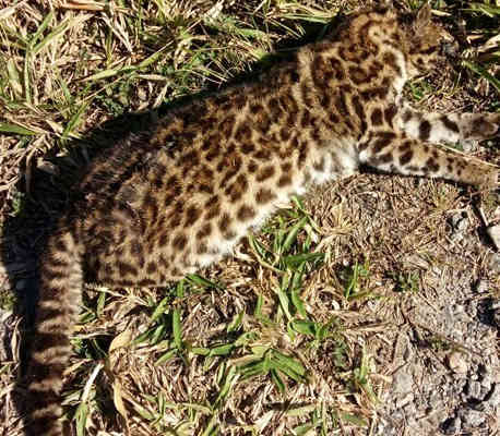 Gato do mato é encontrado morto na Mogi-Taiaçupeba, em SP
