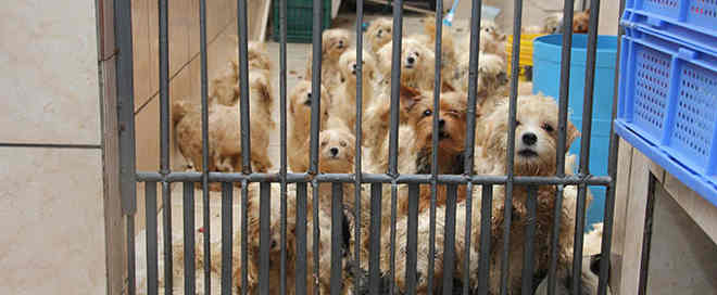 Polícia resgata 100 cães vítimas de maus-tratos de criadora em Osasco, SP