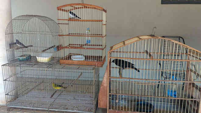 Homem recebe multa de R$ 2 mil por manter aves da fauna silvestre em cativeiro