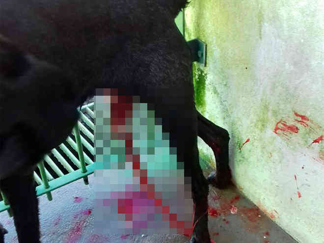 ONG divulga imagens de supostos maus-tratos a animais no Canil Municipal de Rio Claro, SP