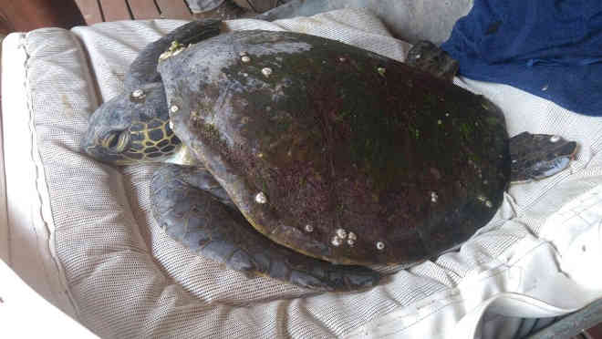 Tartaruga é encontrada presa em rede de pesca na costa de São Vicente, SP