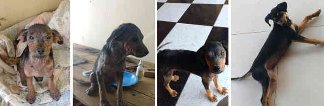 Cachorra resgatada coberta de óleo se recupera e ganha novo lar em Tupã, SP