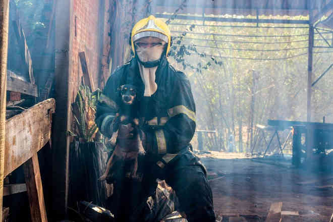 Bombeiros resgatam cadela e filhote recém-nascido de incêndio no Tocantins