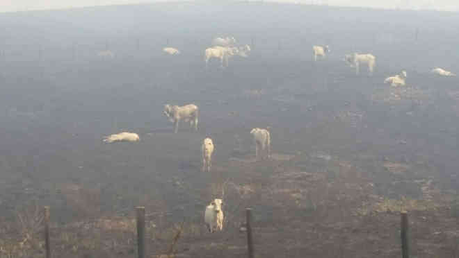 Incêndio atinge fazendas e centenas de bois morrem asfixiados