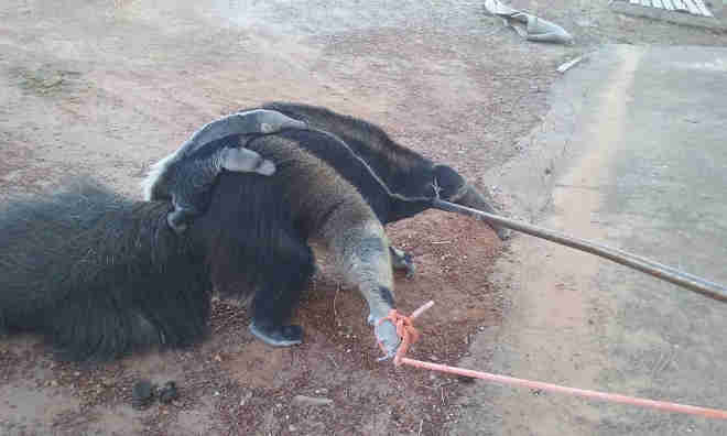 Fêmea de tamanduá é resgatada após cair em buraco com filhote e ficar presa