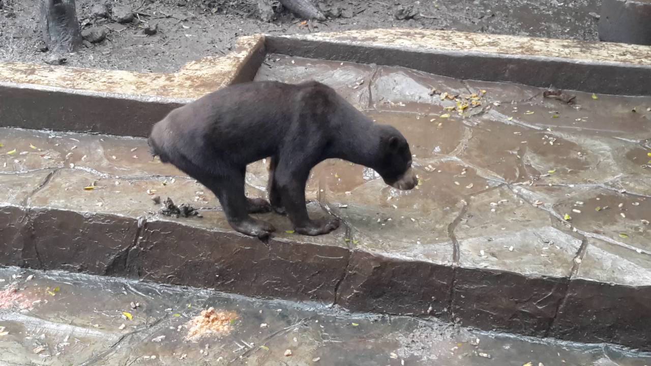 Animais esqueléticos imploram por comida em zoológico na Indonésia
