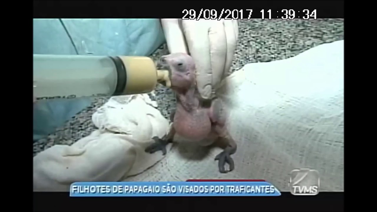Filhotes de papagaio são visados por traficantes em MS