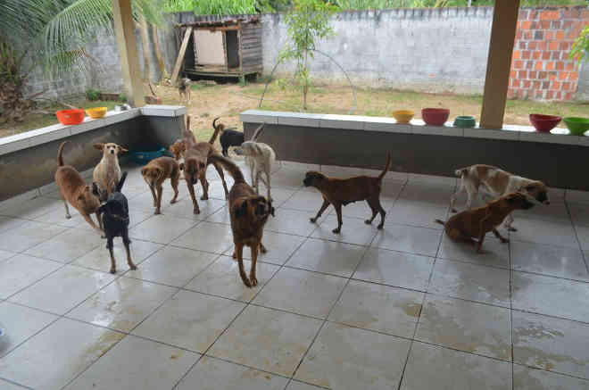Com despesa mensal de R$ 5 mil, ONG que resgata animais encerra atividades em Cruzeiro do Sul, AC
