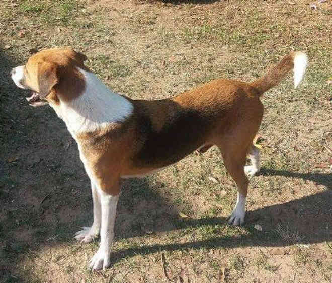 Cão que foi abandonado com tumor vai para adoção após ser curado com ajuda de voluntários
