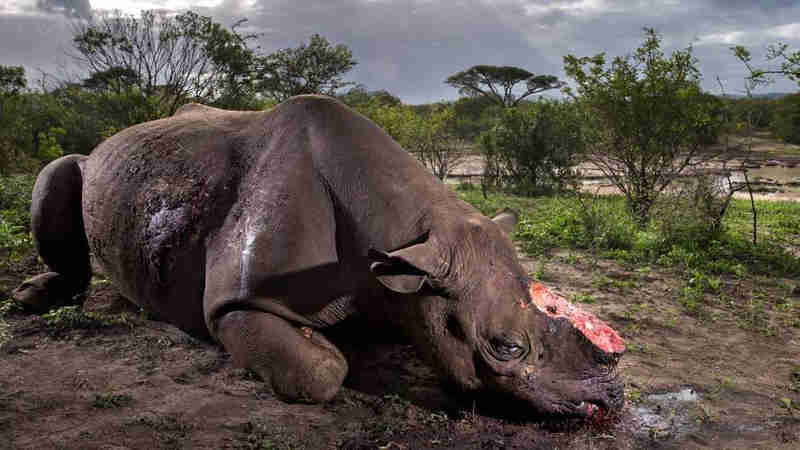 ‘Abalou minha fé na humanidade’: foto de rinoceronte morto para roubo de chifre vence concurso